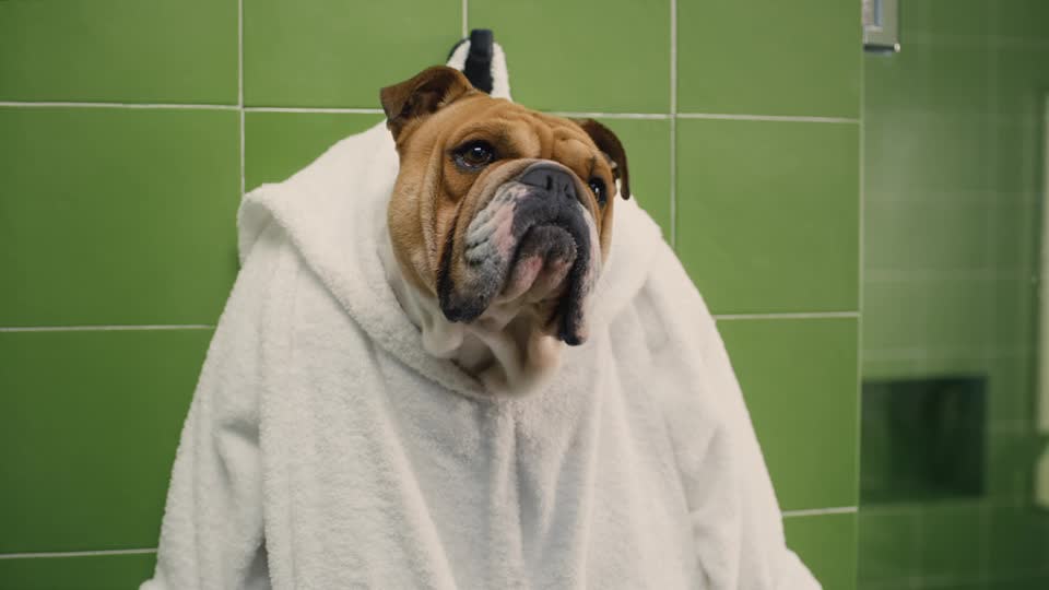 thumbnail video image 2 of Bulldog Skincare for Men Original Beard Oil, 1 Oz, 2 of 10