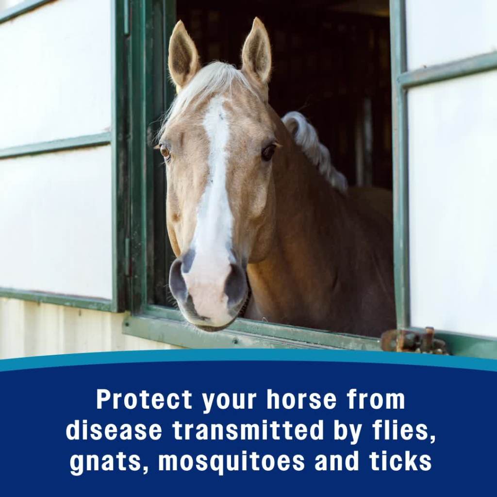 thumbnail video image 2 of Farnam Endure Sweat-Resistant Fly Spray for Horses 32 oz, 2 of 12