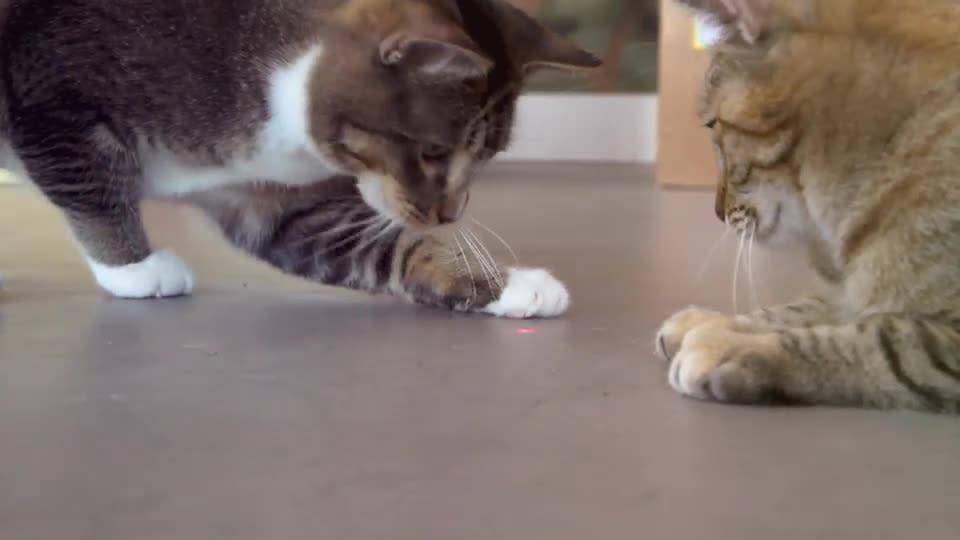 thumbnail video image 2 of (2 pack) SmartyKat Loco Laser Electronic Light Laser Cat Toy, Battery Powered, 2 of 11