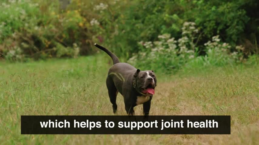 thumbnail video image 2 of Downtown Pet Supply Dog Treats Beef Tendons Dog Chews 9-12" Long, 5 Pack, 2 of 7