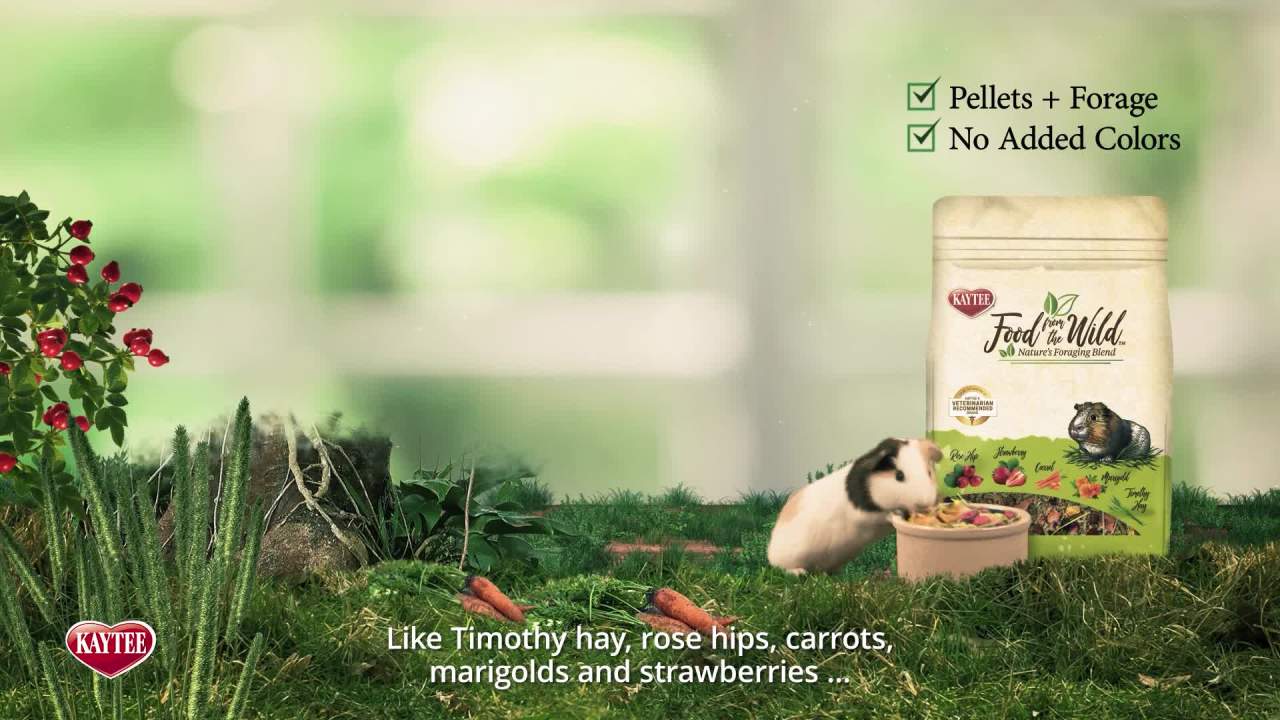 thumbnail video image 2 of Kaytee Food from the Wild Guinea Pig Food, 4 Pounds, 2 of 11