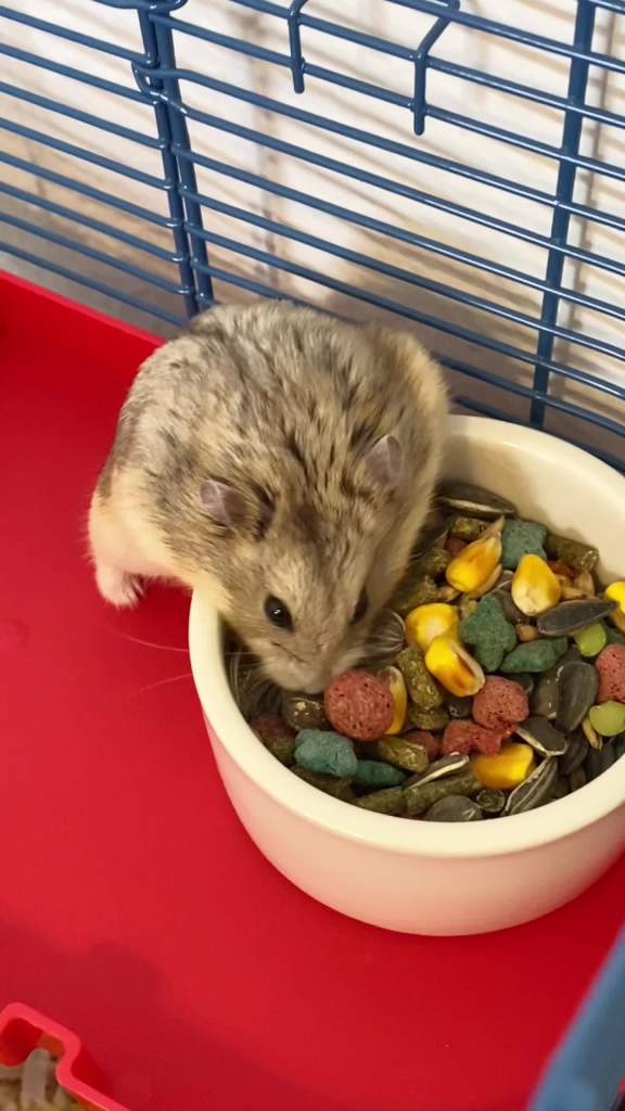 thumbnail video image 2 of Kaytee Forti-Diet Pro Health Nourish+Protect Hamster and Gerbil Food Flavor Medley 3 Pounds, 2 of 14