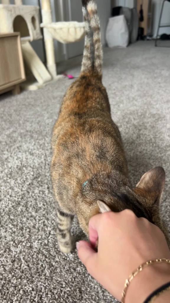 thumbnail video image 2 of Comfort Zone Single & Multi-Cat Calming Diffuser Kit Refill, Cat Pheromone, 1 Refill-48ml, 2 of 9