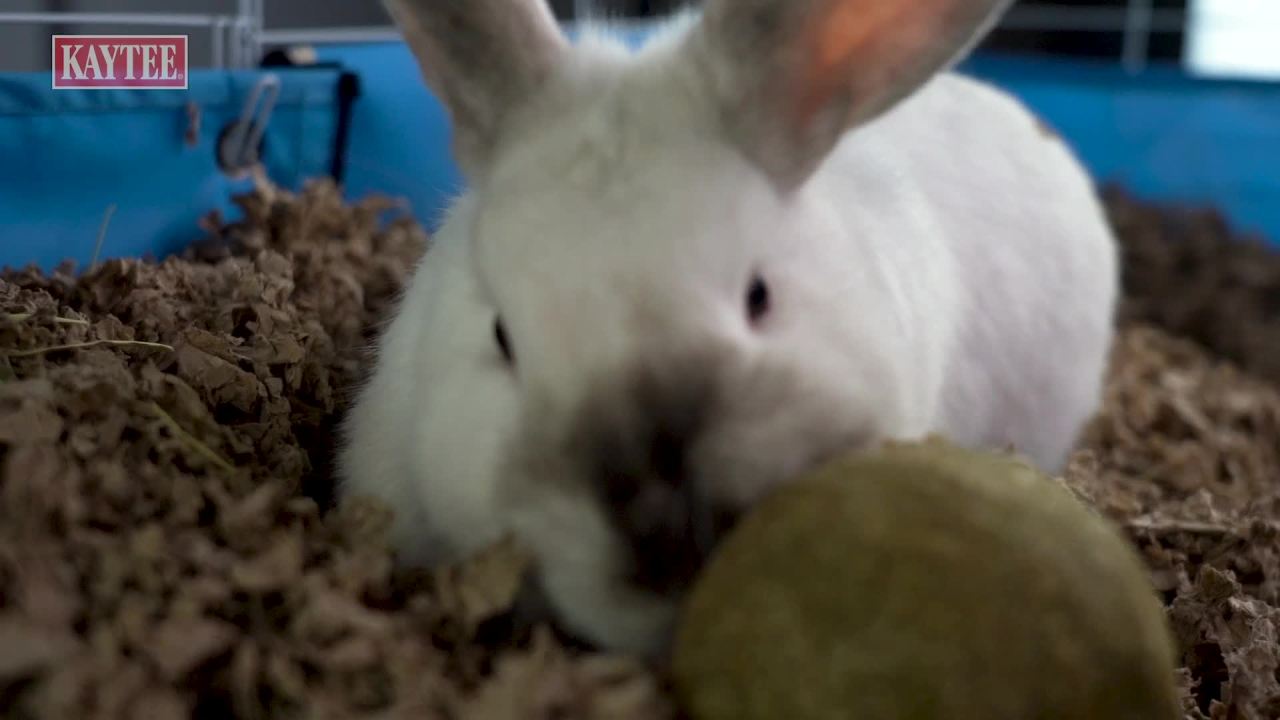 thumbnail video image 2 of Kaytee Forti-Diet Timothy Hay Roll 'N' Toss Small Animal Chew Treat & Toy, 2 of 9