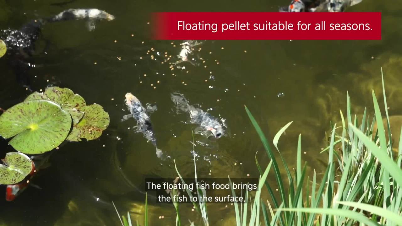 thumbnail video image 2 of Kaytee Koi's Choice Koi Floating Fish Food 10 pounds, 2 of 13