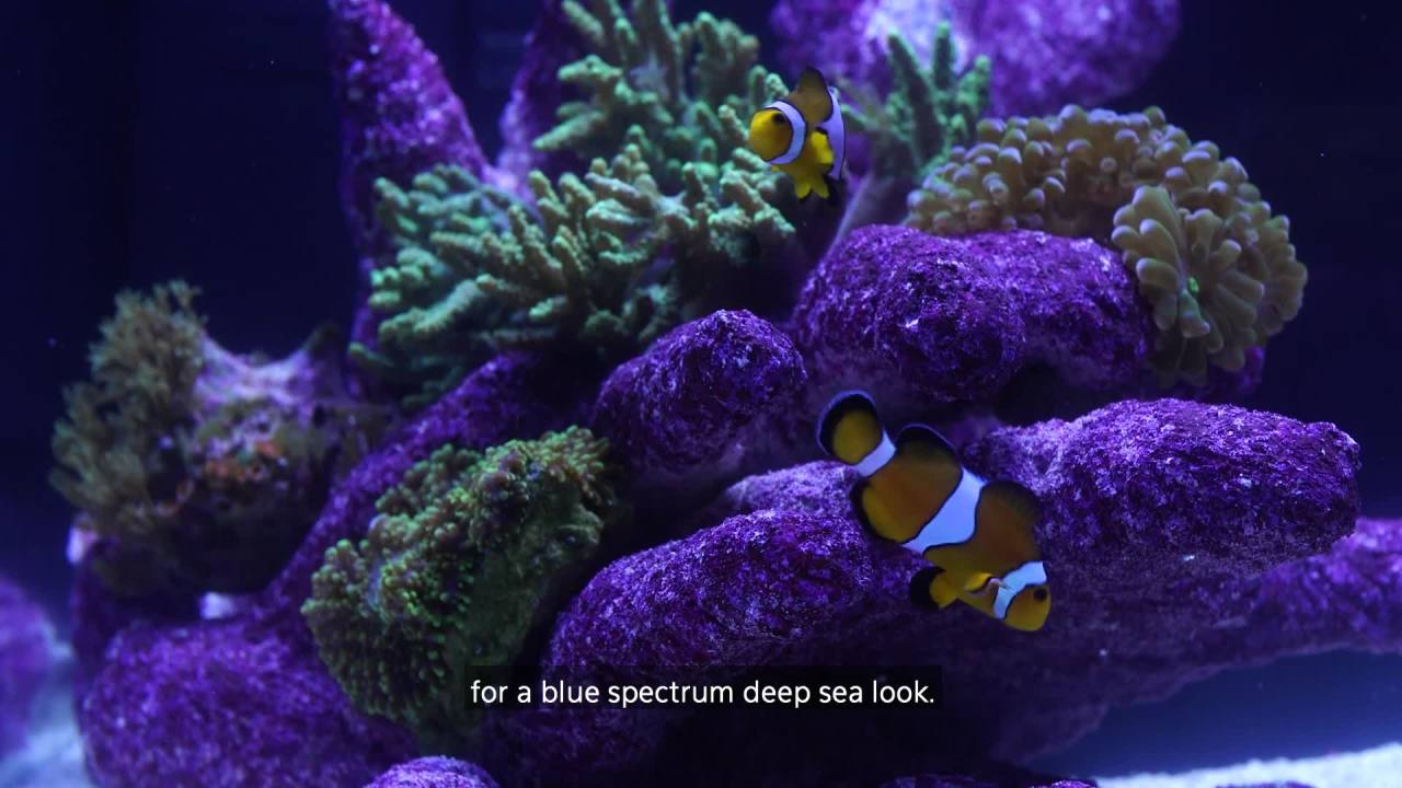 thumbnail video image 2 of Coralife Clip-On Marine Aquarium LED Light Fixture, 2 of 14