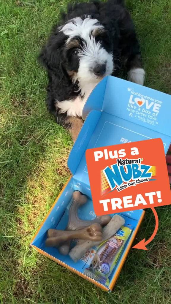 thumbnail video image 2 of Nylabone The Box - Chew Toys & Treat Dog Gift Box Variety Large (4 Count), 2 of 11