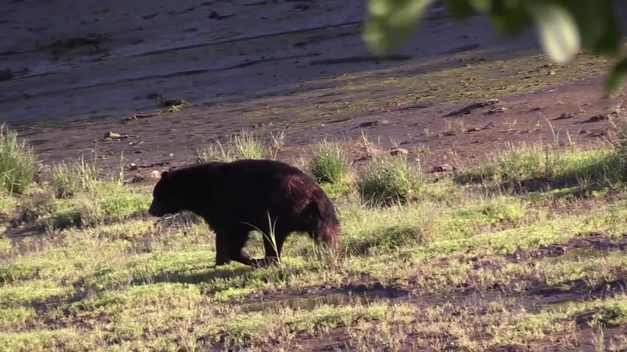 thumbnail video image 2 of SABRE Frontiersman Bear Bell with Strap, Magnetic Silencer, Yellow, Outdoor Use, 1.5 in., Adult, Backpacking, Camping, Glamping, Hiking, 2 of 7