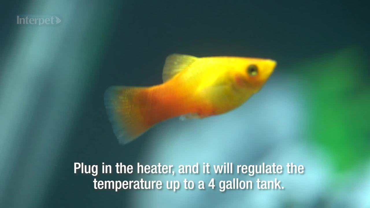 thumbnail video image 2 of Interpet Heater Flat Life Thermal 15 Watt for up to 4 Gallon Aquarium, 2 of 9