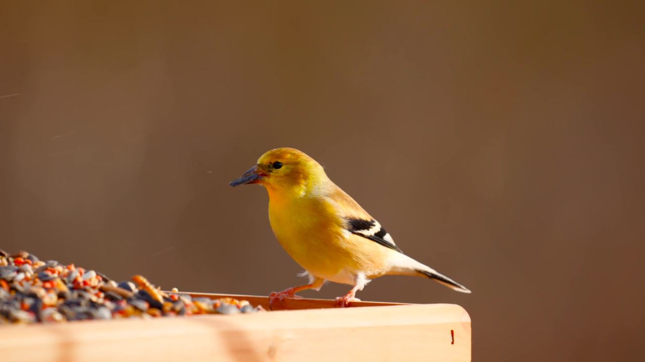thumbnail video image 2 of Pennington Recipe Selects Birder's Mealworm Blend, Dry Wild Bird Seed and Feed, 10 lb. Bag, 1 Pack, 2 of 10