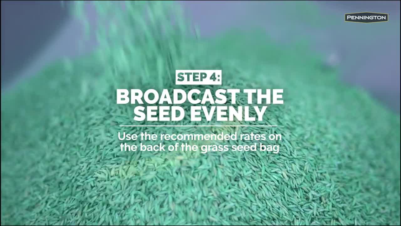 thumbnail video image 2 of Pennington Annual Ryegrass Grass Seed, for Sun to Partial Shade, 20 lb., 2 of 16
