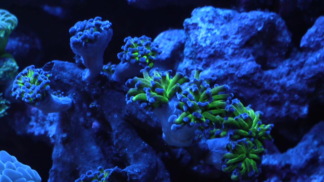 thumbnail video image 2 of Coralife LED Biocube Aquarium (Starter Kit), 16 Gallon Tank, All-Inclusive Easy Set up Aquariums, Great For Beginners, 2 of 14
