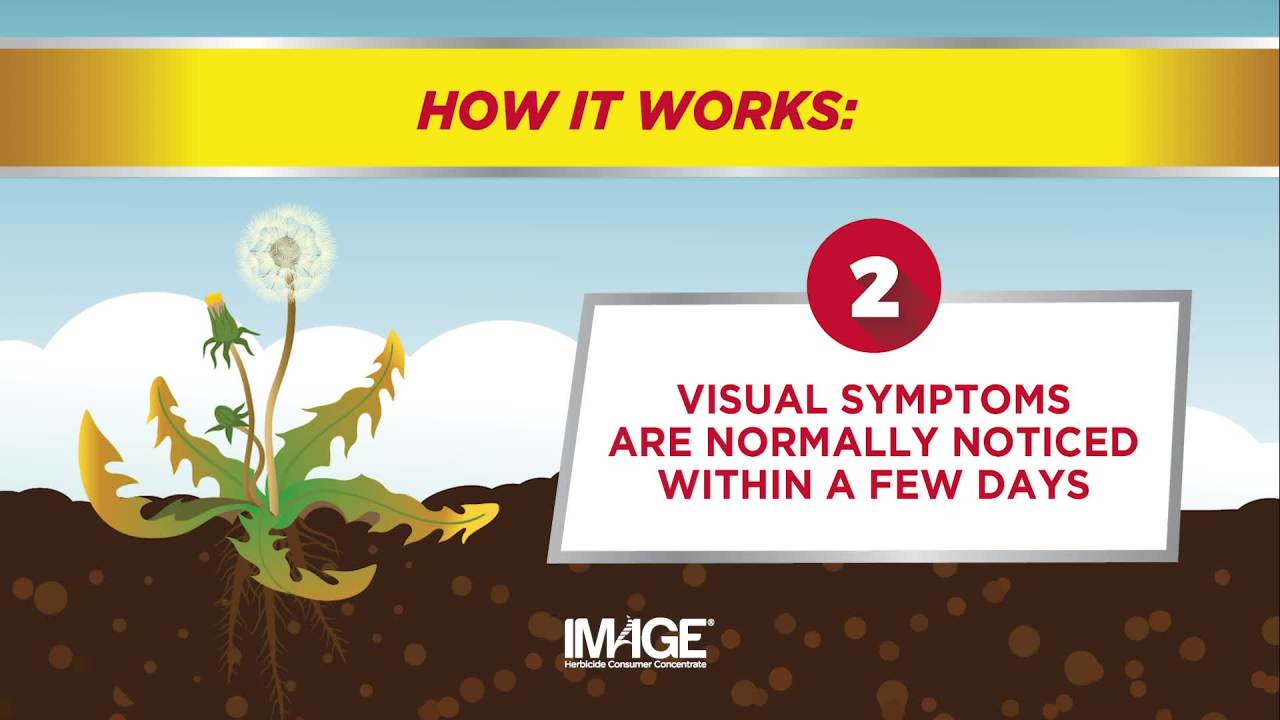 thumbnail video image 2 of Image Southern Lawn Weed Killer for St. Augustine Grass & Centipede Grass, Herbicide, 32 oz 2.77 lb., 2 of 14