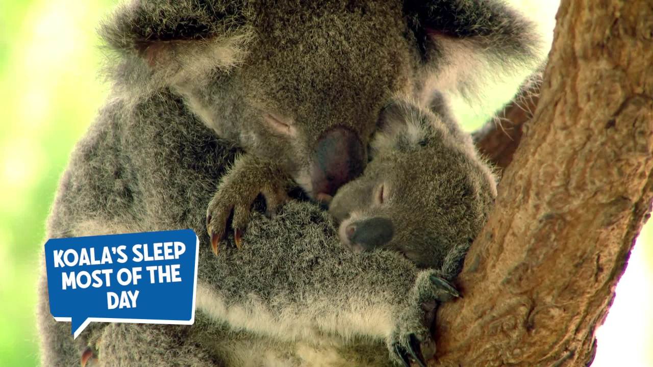 thumbnail video image 2 of Educational Insights GeoSafari Talking Wildlife Camera, Science Toy, Kids Ages 4+, 2 of 8