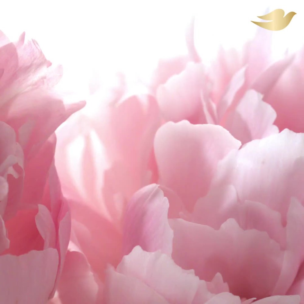 Dove Body Wash Peony and Rose Oil Cleanser 22 oz