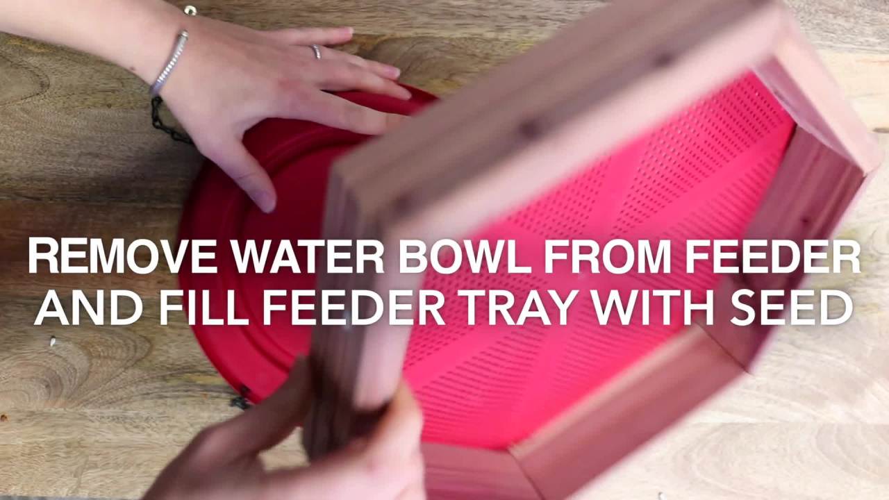 thumbnail video image 2 of Pennington Red Cedar 2 in 1 Wild Bird Bath and Wild Bird Feeder, 4 lb. Capacity, 2 of 16