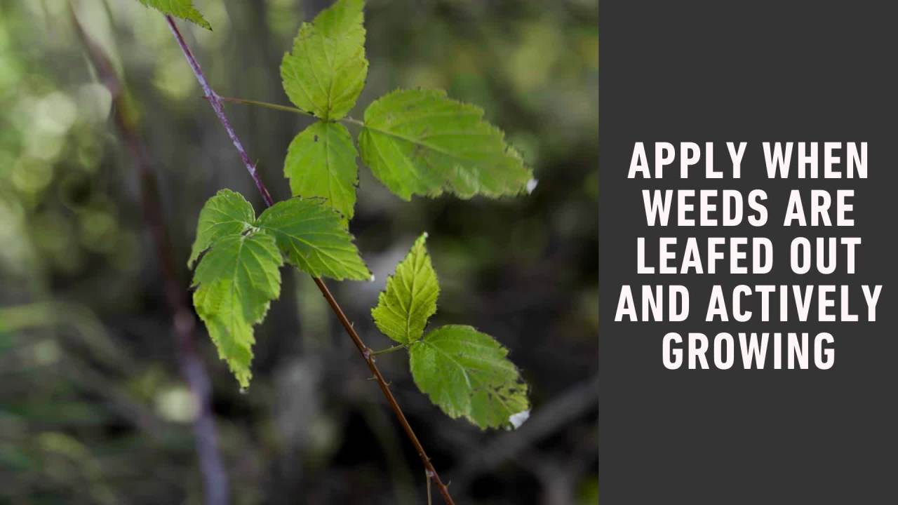 thumbnail video image 2 of Ortho GroundClear Poison Ivy and Tough Brush Killer2 Concentrate, 32 fl. oz., 2 of 14