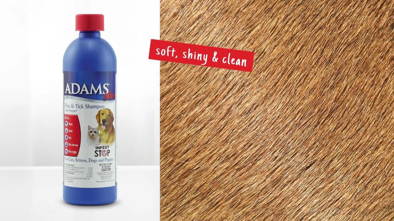 thumbnail video image 2 of ADAMS Plus Flea & Tick Shampoo with Precor for Cats, Kittens, Dogs & Puppies Over 12 Weeks Of Age, Sensitive Skin Flea Treatment, 12 oz, 2 of 12
