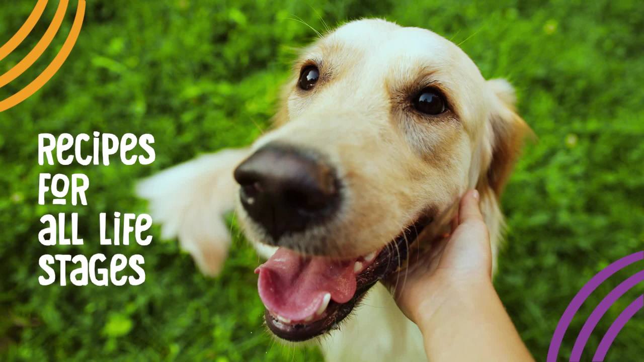 thumbnail video image 2 of Good Dog by Wellness Happy Puppy Treats Lamb & Salmon Recipe, 3 Ounce Bag, 2 of 11