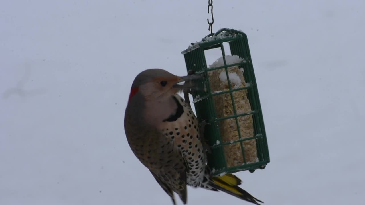 thumbnail video image 2 of C&S Hanging Wire Suet Nugget or Ball Feeder, Holds 24 Ounces of Nuggets or 4 Balls, 2 of 11