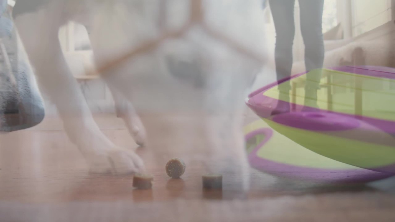 thumbnail video image 2 of Outward Hound by Nina Ottosson Dog Treat Maze Dog Puzzle Enrichment Toy, Level 2 Intermediate, Green, 2 of 9