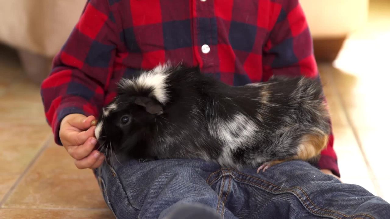 thumbnail video image 2 of Kaytee Supreme Mouse and Rat Food 20 lb, 2 of 7