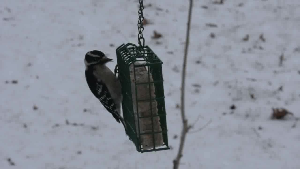 thumbnail video image 2 of C&S High Energy Large Suet, Super Sized, 3.5 lb Cake, Wild Bird Food, 2 of 9