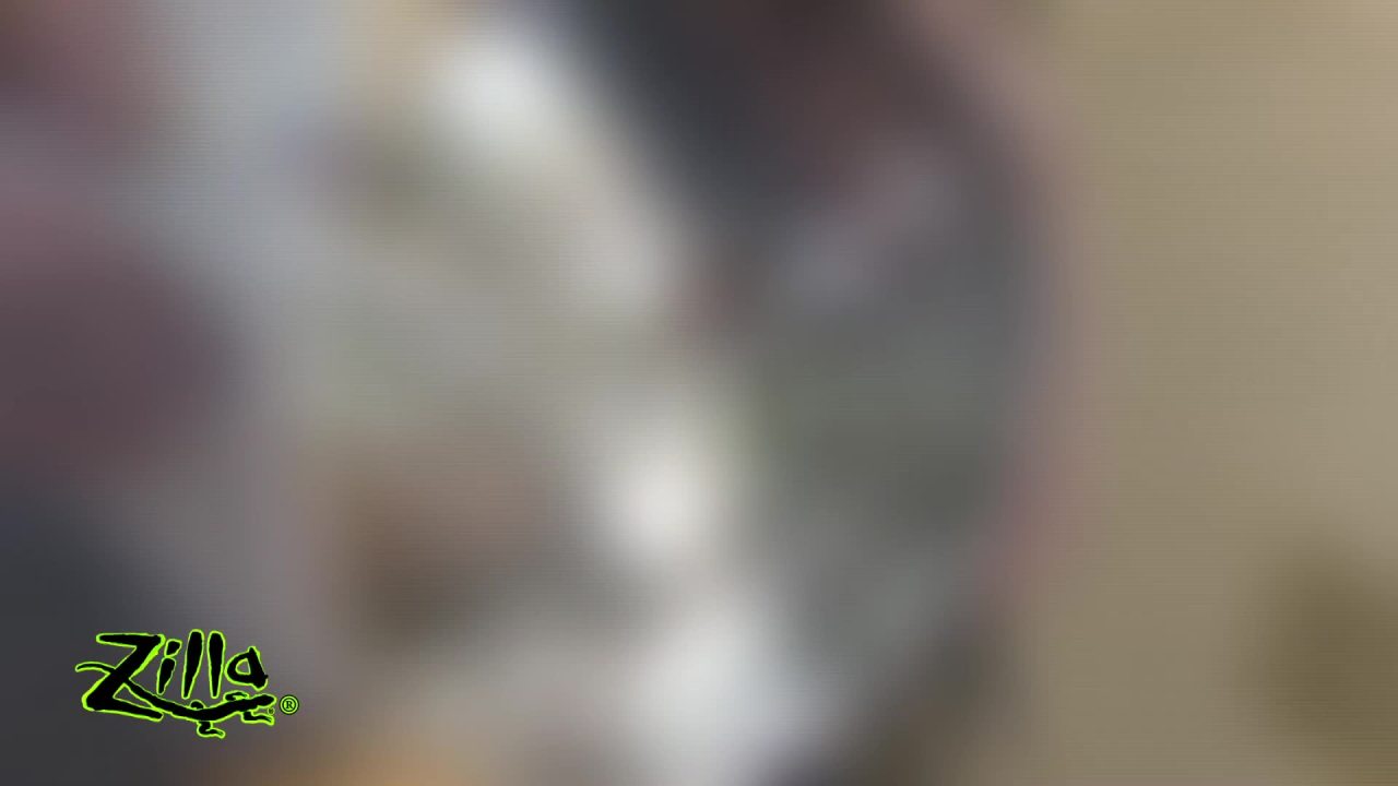 thumbnail video image 2 of Zilla Mini Halogen Bulb Day White 50 Watt, 2 of 13