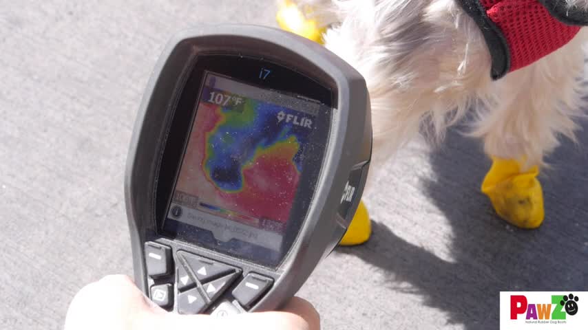 thumbnail video image 7 of PawZ Rubber Dog Boots for Small Dogs 12pk, XX-Small Black Dog Booties, 7 of 7