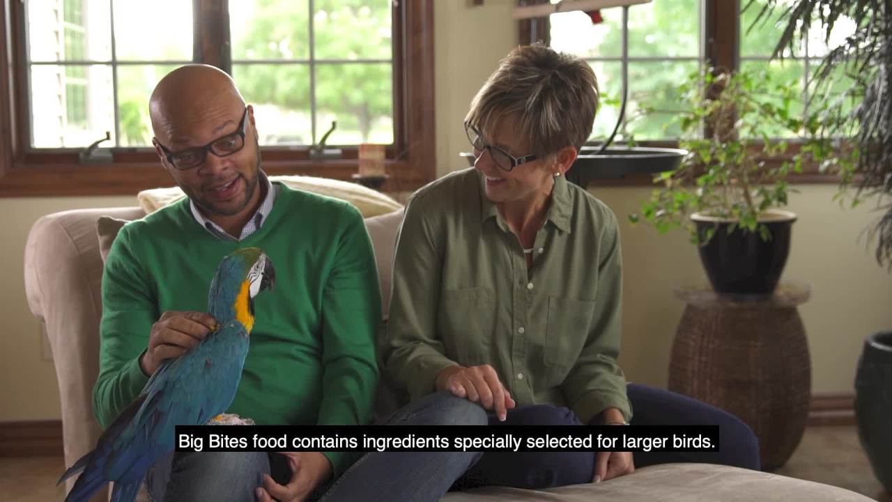 thumbnail video image 2 of Kaytee Fiesta Big Bites Small Parrot & Conure Food 4 pounds, 2 of 14