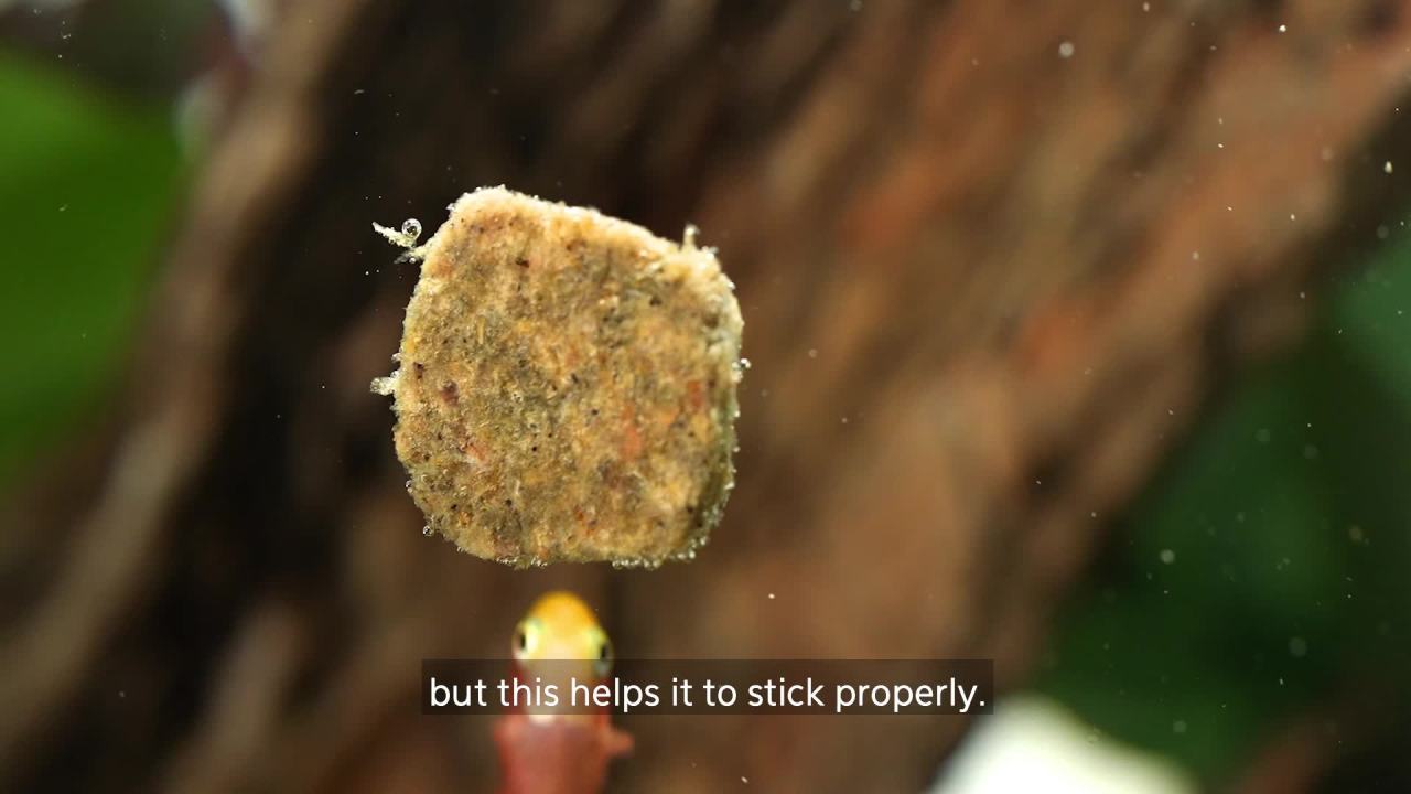 thumbnail video image 2 of Aqueon Stick'ems Freeze-Dried Picky Eater Treat, 2 of 11