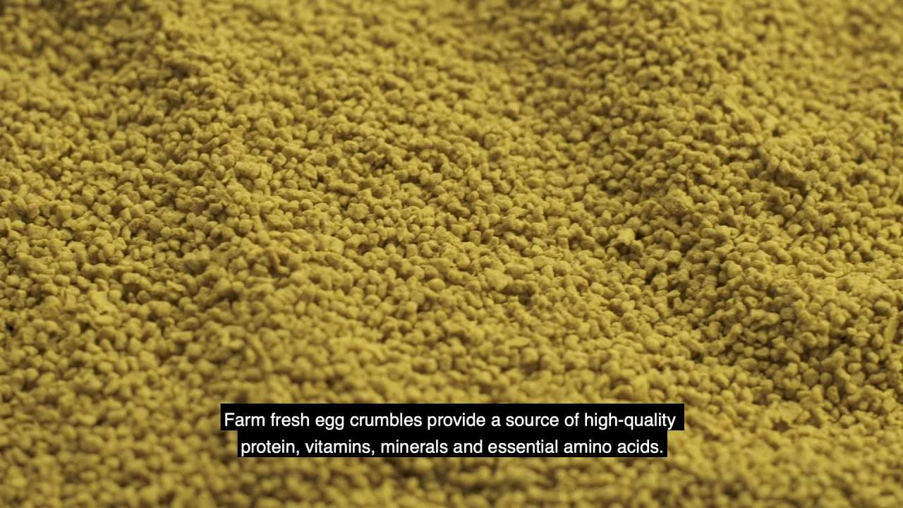 thumbnail video image 2 of Kaytee Forti-Diet Pro Health Egg-Cite! Nourish+Protect Parakeet Food 5 Pounds, 2 of 14