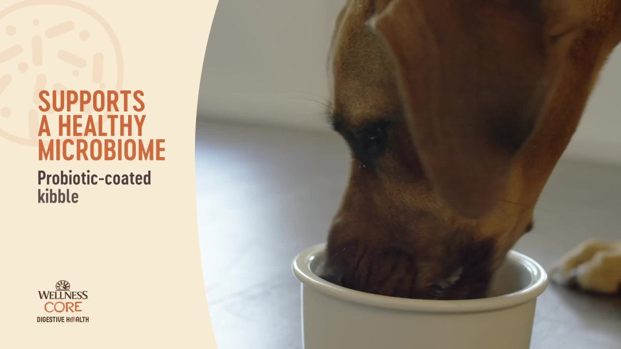 thumbnail video image 2 of Wellness CORE Digestive Health Beef Grain Free Wet Dog Food, 13 Ounce Can (Pack of 12), 2 of 12