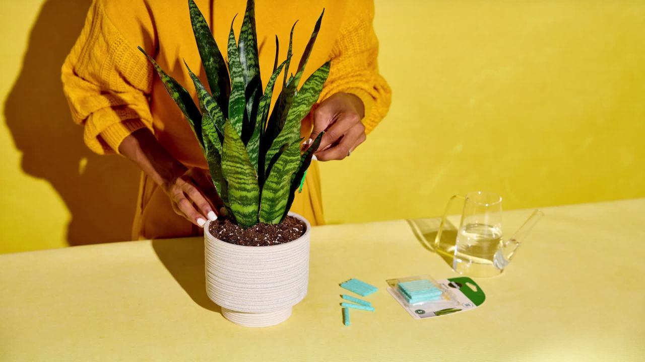 thumbnail video image 2 of Miracle-Gro Indoor Plant Food Spikes for All Plants, For Houseplants and More, 48 spikes, 2 of 11