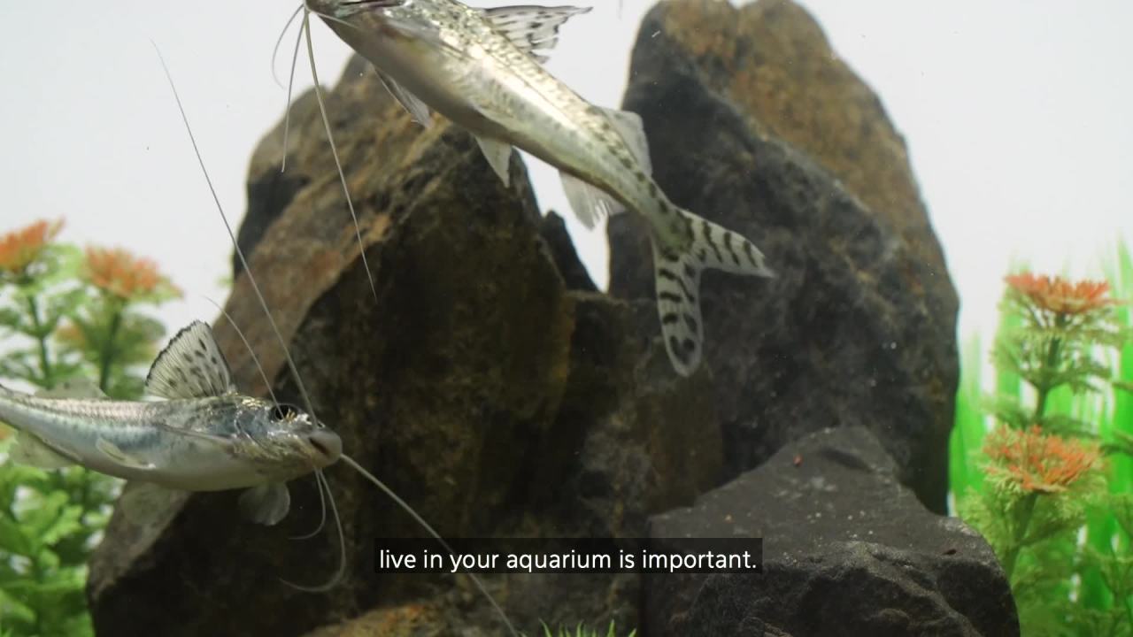 thumbnail video image 2 of Aqueon Algae Rounds 3 Ounces, 2 of 6