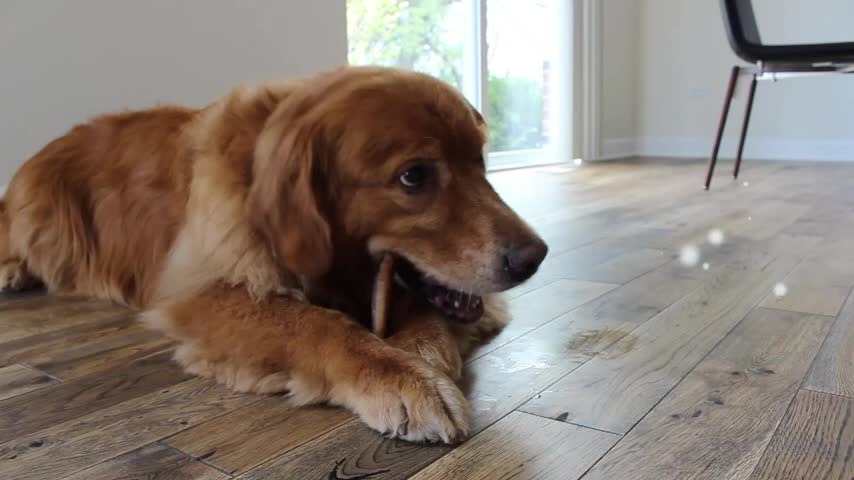 thumbnail video image 2 of Downtown Pet Supply Bully Sticks For Dogs Rawhide Free Dog Chews 18 Pack, 2 of 9