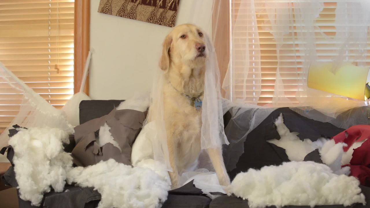 thumbnail video image 2 of Nylabone Strong Chew Natural Rubber Camo Bone Dog Chew Toys, 2 of 6