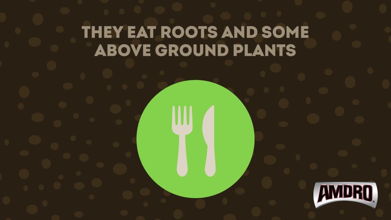 thumbnail video image 2 of Amdro Mole & Gopher Tunnel Trap, Contains 1 Reusable Trap, 2 of 5