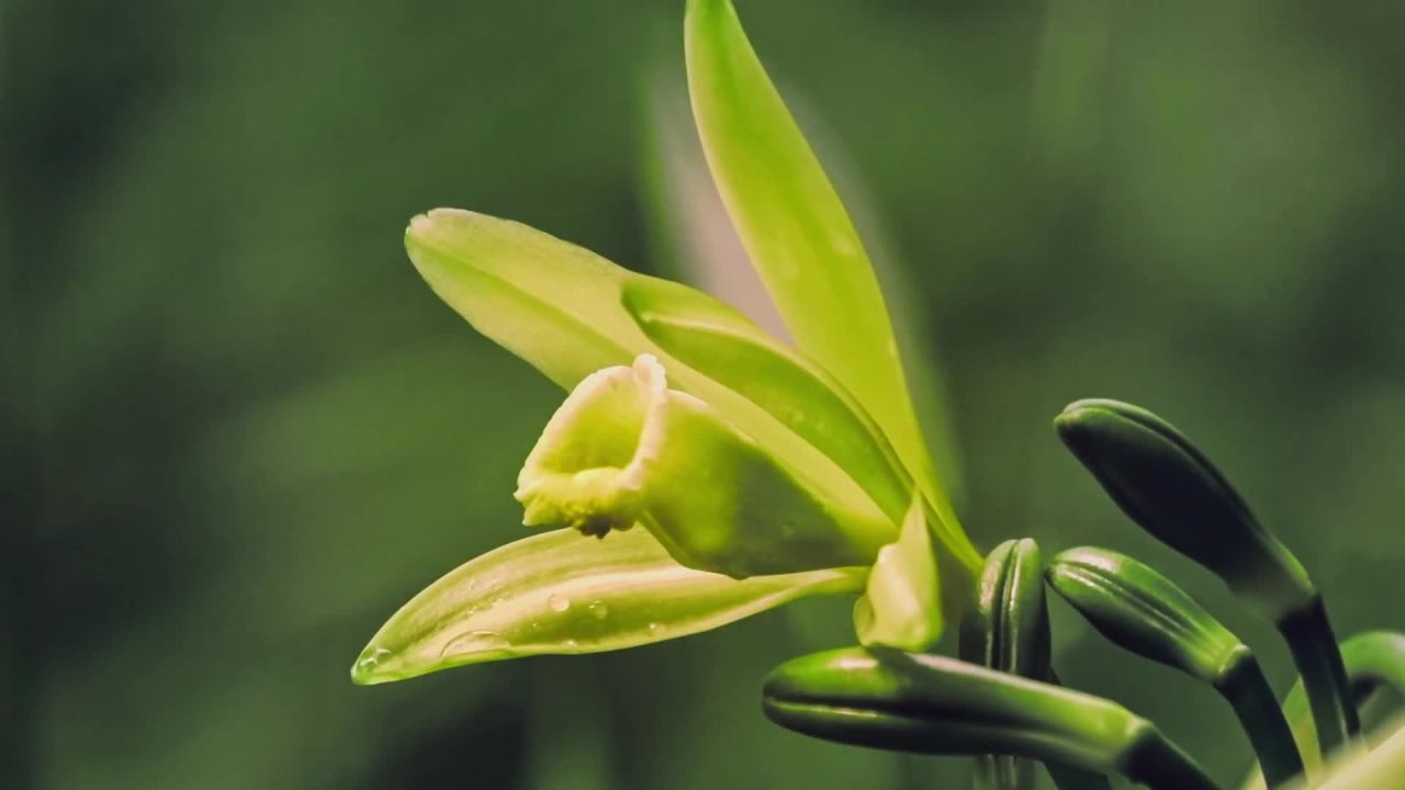 thumbnail video image 2 of McCormick California Style Garlic Pepper with Red Bell & Black Pepper Coarse Grind Seasoning, 22.0 oz Bottle, 2 of 15