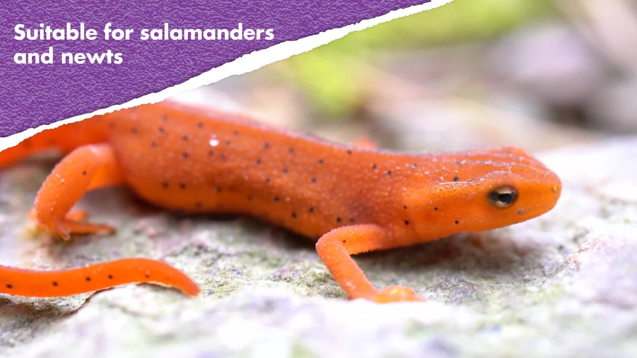 thumbnail video image 2 of Zilla Aquatic Turtle Food Sticks, 1 Pound, 2 of 13