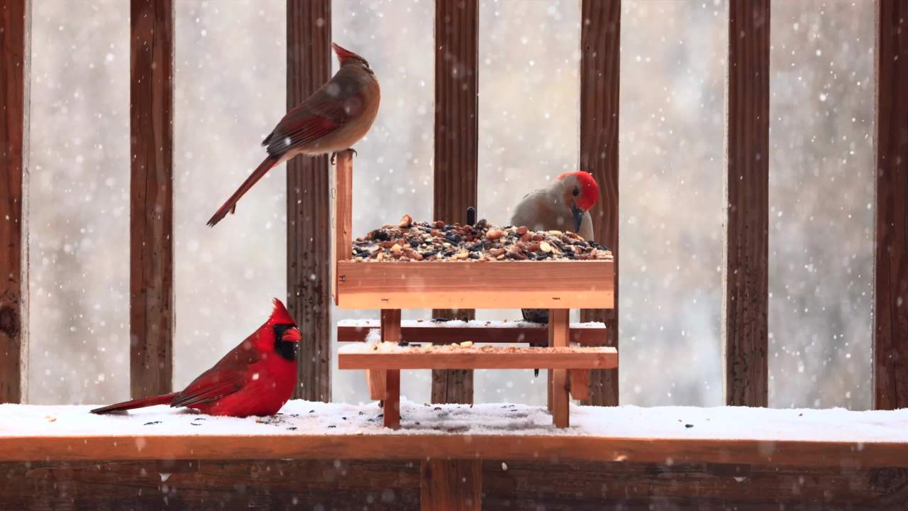 Pennington Red Cedar Picnic Table Squirrel Feeder, Holds Corn, Nuts and Seeds, 1 Table, 9"x10"x9"