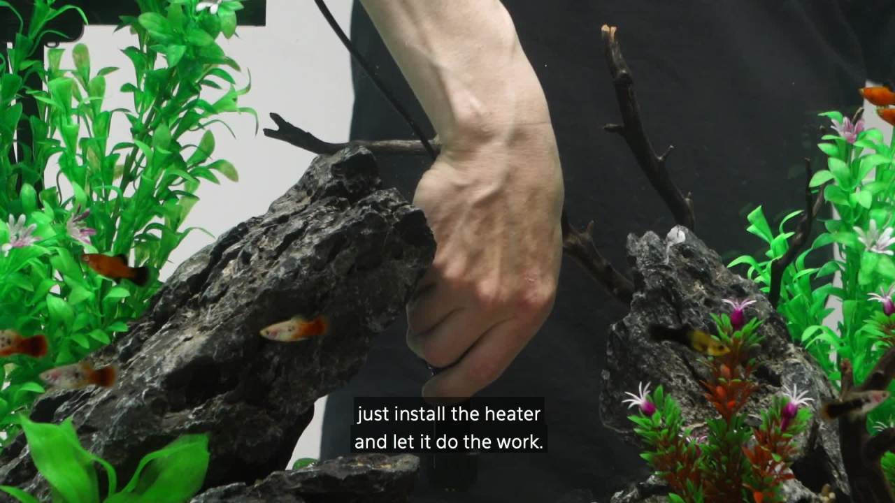 thumbnail video image 2 of Aqueon Preset Aquarium Heater Black, 200 Watts, 2 of 12