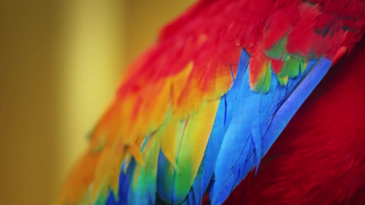 thumbnail video image 2 of (3 pack) Kaytee Forti-Diet Parakeet Pet Bird Food Seed 2lb, 2 of 9