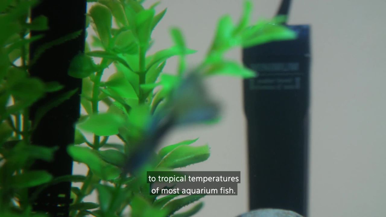thumbnail video image 2 of Aqueon Mini Aquarium Heater, 10 Watts, Up to 5 Gallons, 2 of 8
