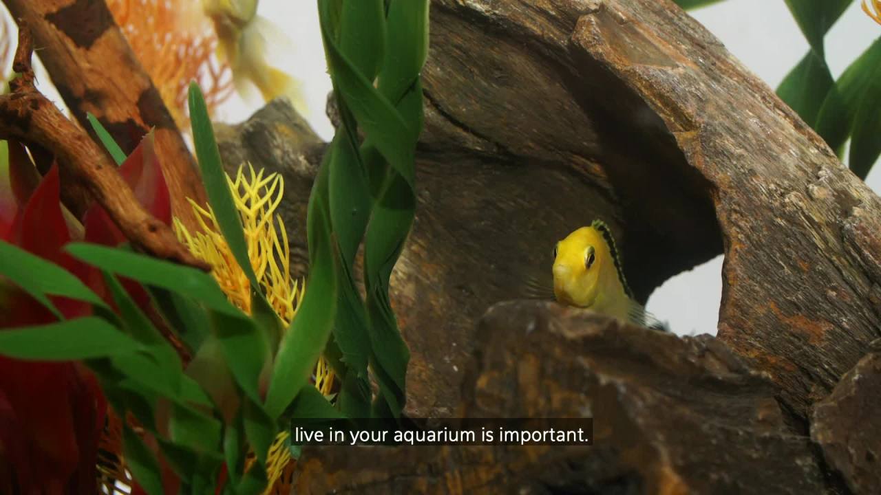 thumbnail video image 2 of Aqueon Bottom Feeder Tablets 3 Ounces, 2 of 6