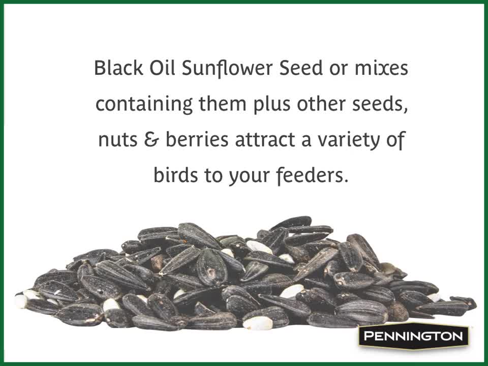 thumbnail video image 2 of Pennington Classic Whole Ear Corn, Squirrel and Critter Feed, 6.5 lb. Bag, Dry, 1 Pack, 2 of 14