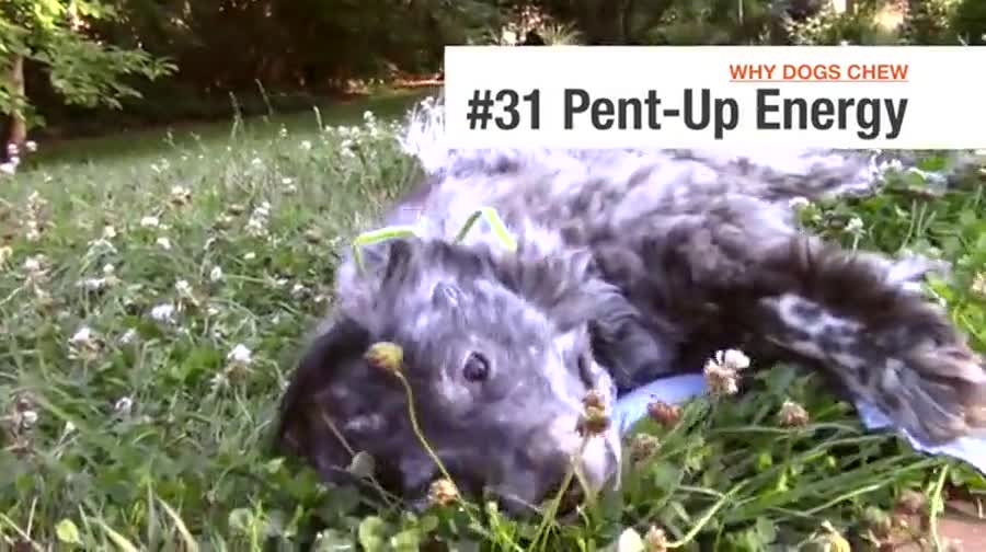 thumbnail video image 2 of Nylabone Strong Max Braided Dog Ring Chew Toy - Up to 35 lbs., 2 of 12