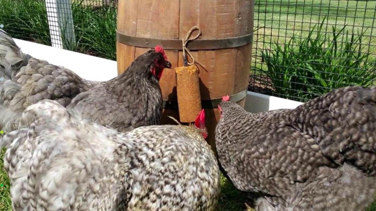 thumbnail video image 2 of Farmer's Helper Cackleberry Nuggets, Dietary Supplement, 27 oz Resealable Bag, 2 of 12