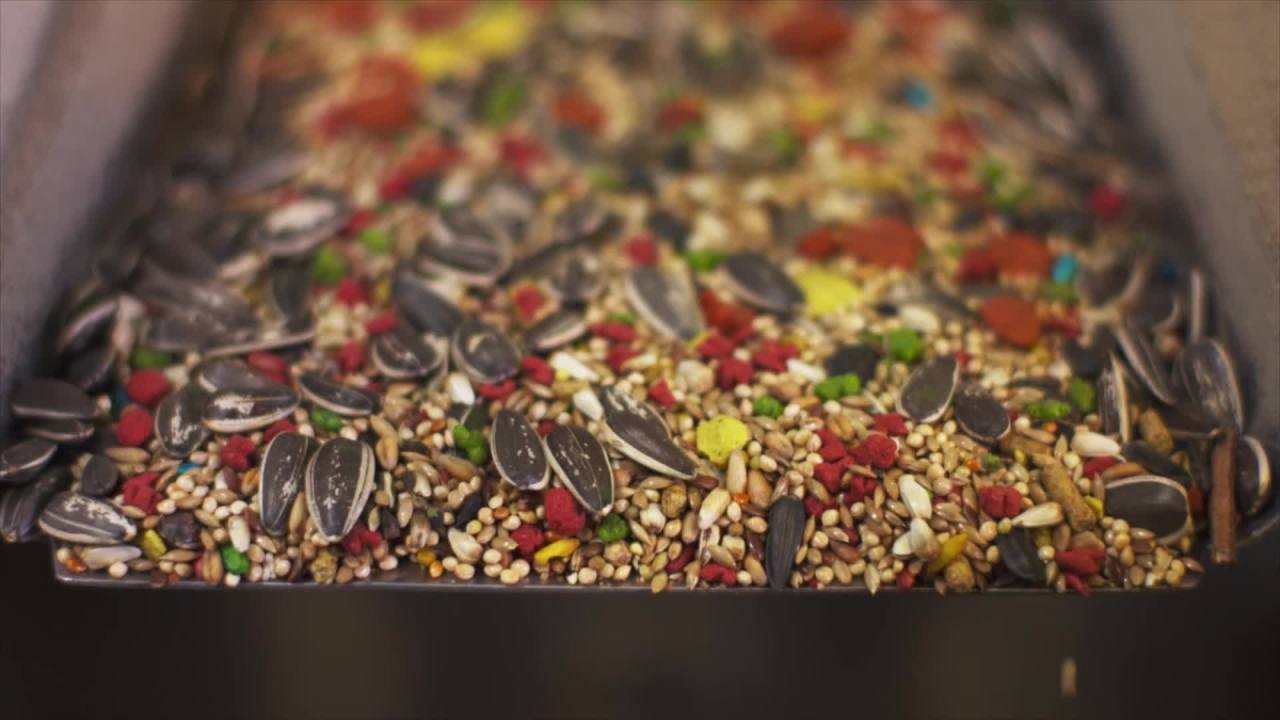 thumbnail video image 2 of Kaytee Forti-Diet Pro Health Nourish+Protect Parakeet Food 4 pounds, 2 of 14