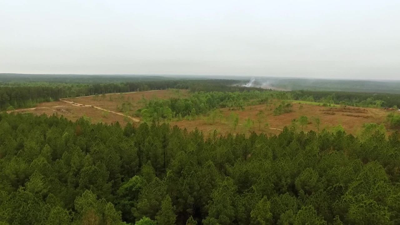 thumbnail video image 2 of Pennington Food Plot Wildlife Brassica Seed Blend, 5 lb. Bag Covers up to ½ Acre Full Sun, 2 of 11